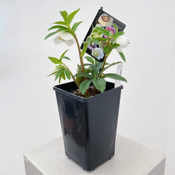 クリスマスローズ:セレクトセミダブル26-21/1.5Lポット【現品販売】(開花終了株)