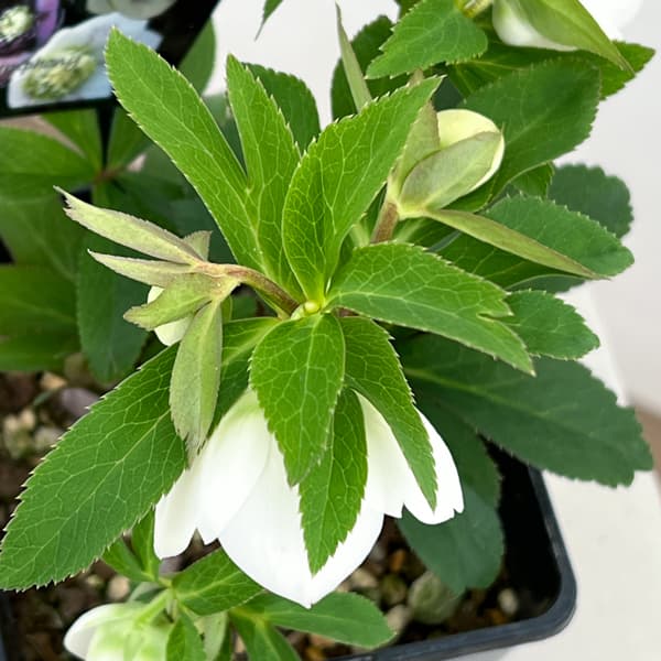 クリスマスローズ:セレクトセミダブル26-21/1.5Lポット【現品販売】(開花終了株)