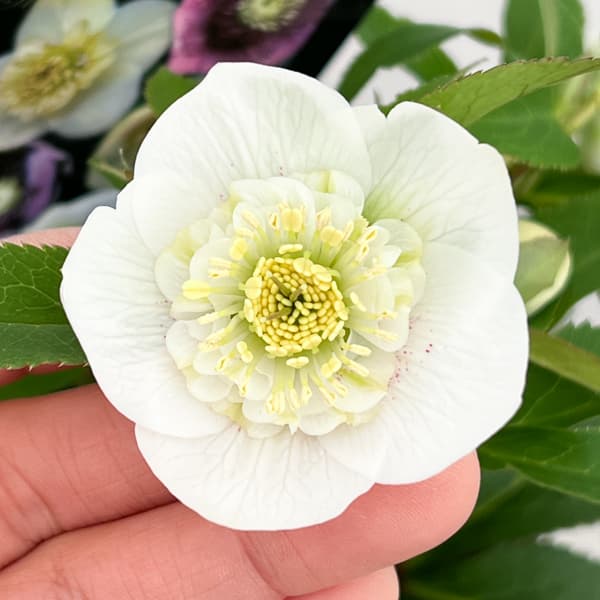 クリスマスローズ:セレクトセミダブル26-21/1.5Lポット【現品販売】(開花終了株)