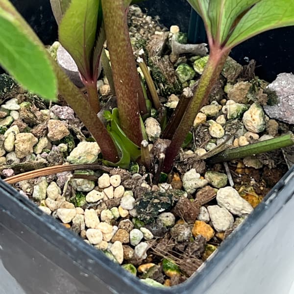 クリスマスローズ:セレクトセミダブル26-21/1.5Lポット【現品販売】(開花終了株)