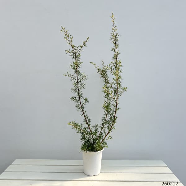 グレビレア:ホワイトウィングス4号鉢植え