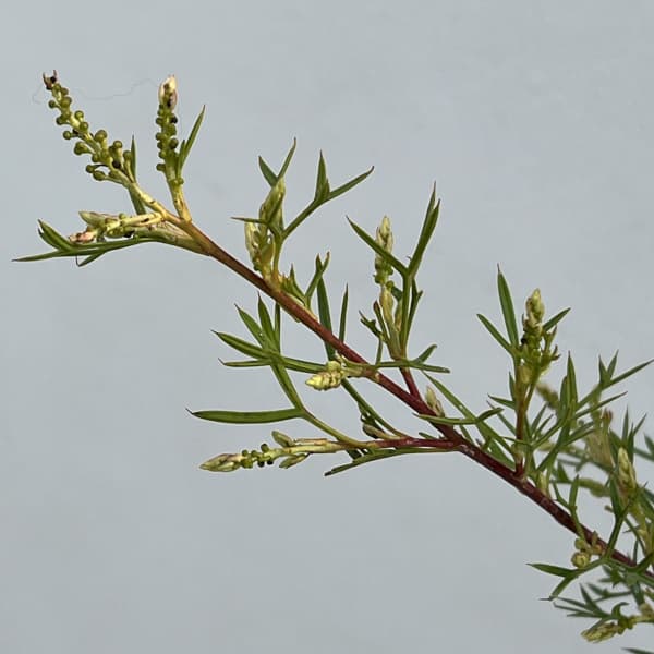 グレビレア:ホワイトウィングス4号鉢植え