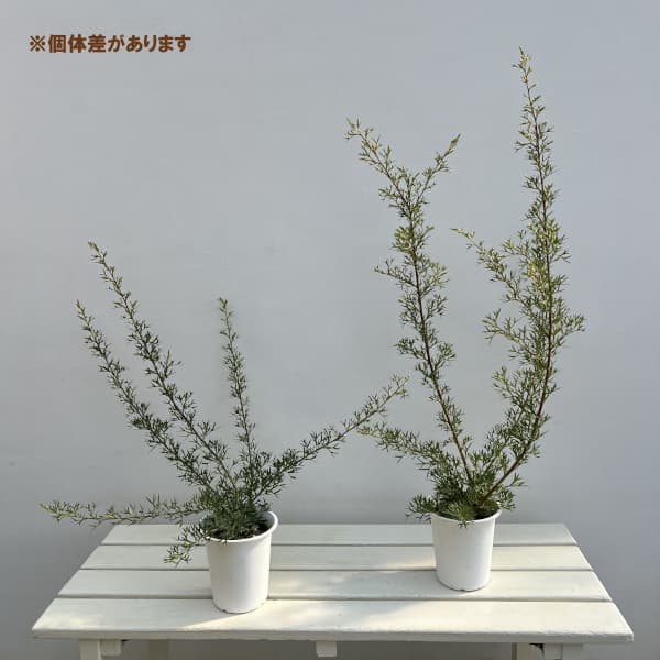 グレビレア:ホワイトウィングス4号鉢植え