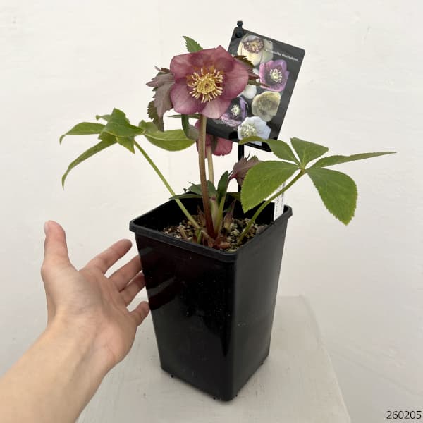 クリスマスローズ：セレクトセミダブル26-22／1.5Lポット【現品販売】