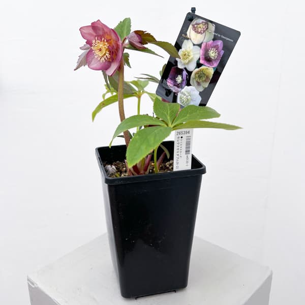 クリスマスローズ：セレクトセミダブル26-22／1.5Lポット【現品販売】（開花終了株）
