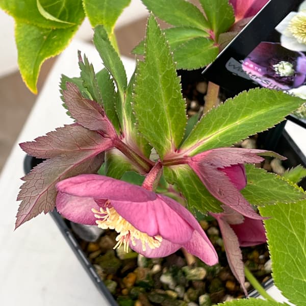 クリスマスローズ：セレクトセミダブル26-22／1.5Lポット【現品販売】（開花終了株）