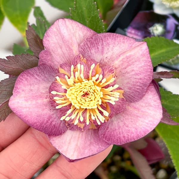 クリスマスローズ：セレクトセミダブル26-22／1.5Lポット【現品販売】（開花終了株）