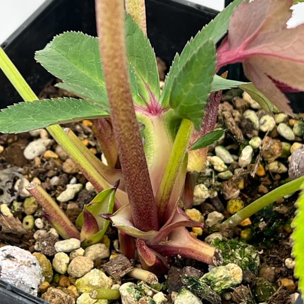 クリスマスローズ：セレクトセミダブル26-22／1.5Lポット【現品販売】（開花終了株）