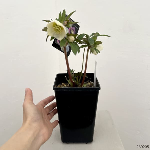 クリスマスローズ：セレクトセミダブル26-23／1.5Lポット【現品販売】
