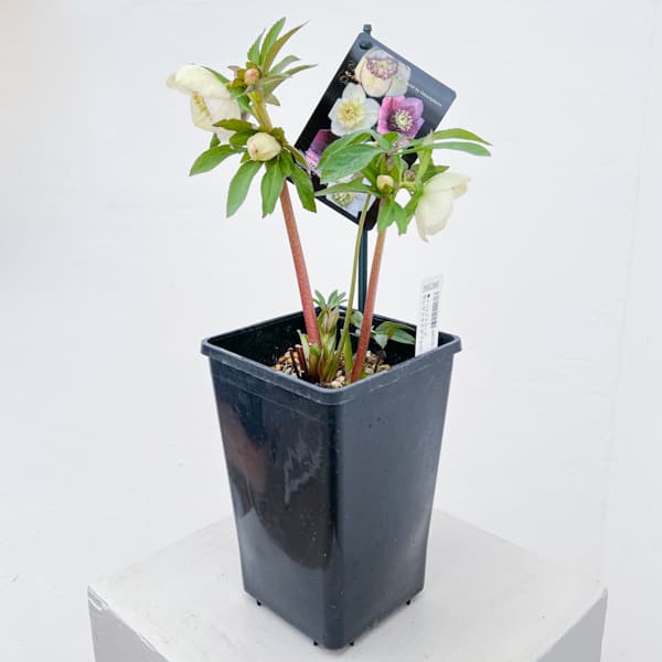 クリスマスローズ：セレクトセミダブル26-23／1.5Lポット【現品販売】（開花終了株）