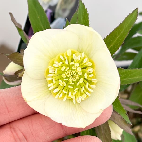 クリスマスローズ：セレクトセミダブル26-23／1.5Lポット【現品販売】（開花終了株）