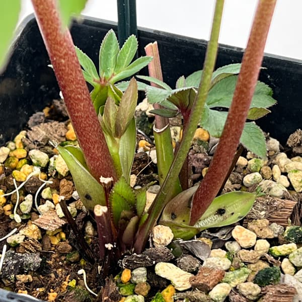 クリスマスローズ：セレクトセミダブル26-23／1.5Lポット【現品販売】（開花終了株）