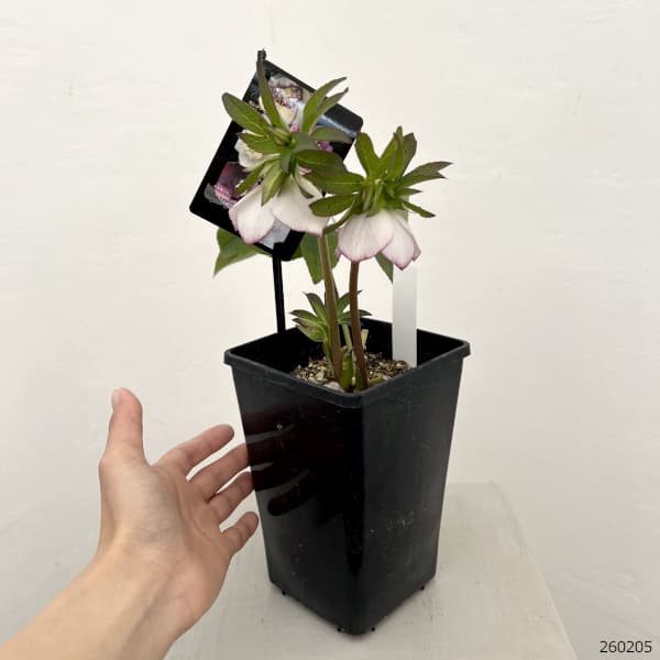 クリスマスローズ：セレクトセミダブル26-24／1.5Lポット【現品販売】