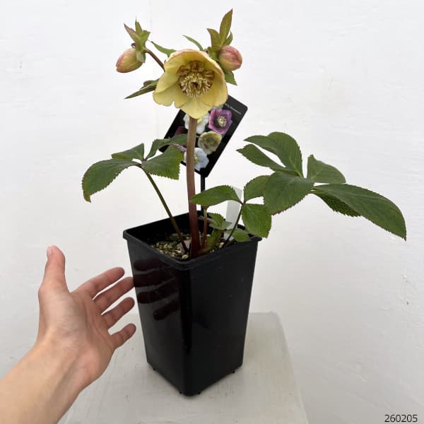 クリスマスローズ：セレクトセミダブル26-25／1.5Lポット【現品販売】