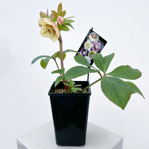 クリスマスローズ：セレクトセミダブル26-25／1.5Lポット【現品販売】（開花終了株）