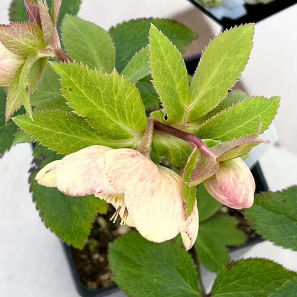 クリスマスローズ：セレクトセミダブル26-25／1.5Lポット【現品販売】（開花終了株）