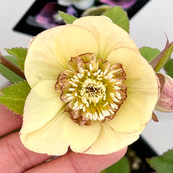 クリスマスローズ：セレクトセミダブル26-25／1.5Lポット【現品販売】（開花終了株）