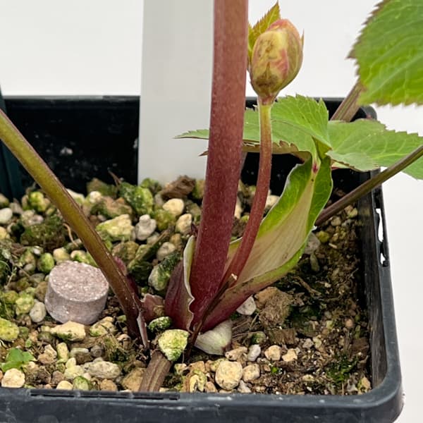 クリスマスローズ：セレクトセミダブル26-25／1.5Lポット【現品販売】（開花終了株）