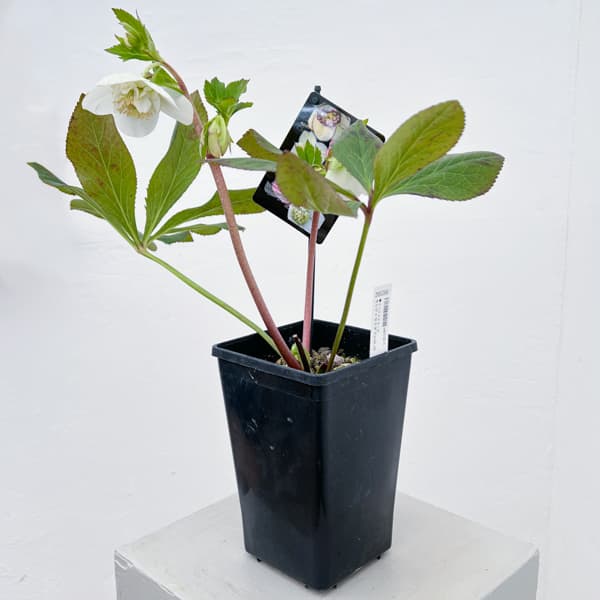 クリスマスローズ:セレクトセミダブル26-26/1.5Lポット【現品販売】(開花終了株)