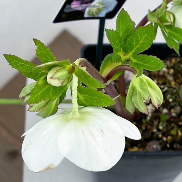 クリスマスローズ:セレクトセミダブル26-26/1.5Lポット【現品販売】(開花終了株)