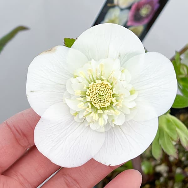 クリスマスローズ:セレクトセミダブル26-26/1.5Lポット【現品販売】(開花終了株)