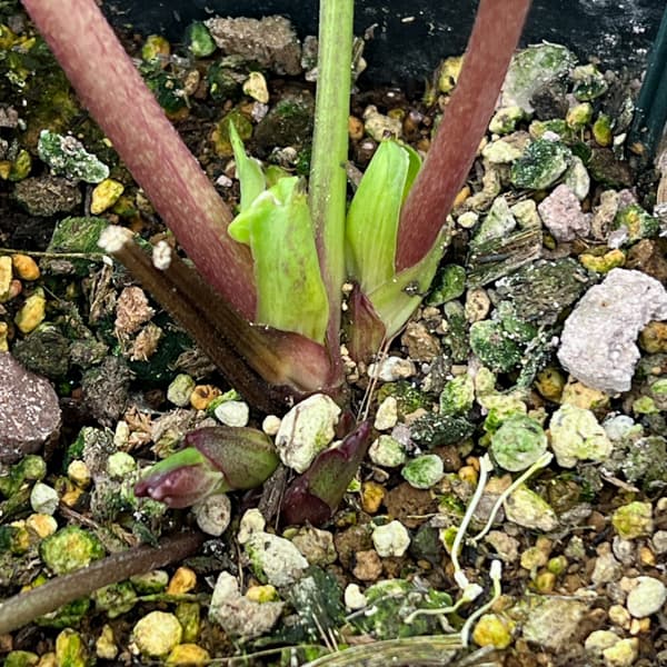 クリスマスローズ:セレクトセミダブル26-26/1.5Lポット【現品販売】(開花終了株)