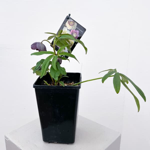 クリスマスローズ:セレクトセミダブル26-27/1.5Lポット【現品販売】(開花終了株)