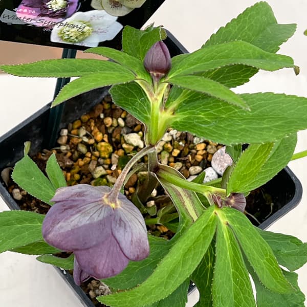 クリスマスローズ:セレクトセミダブル26-27/1.5Lポット【現品販売】(開花終了株)