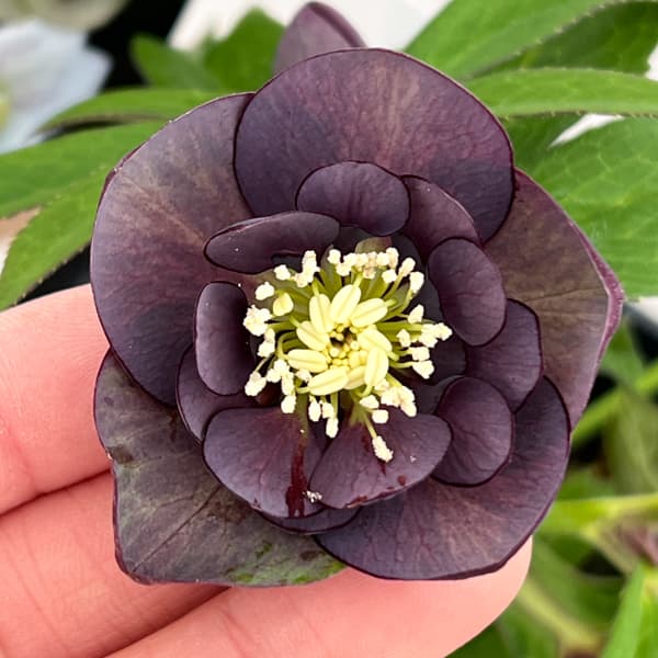 クリスマスローズ:セレクトセミダブル26-27/1.5Lポット【現品販売】(開花終了株)