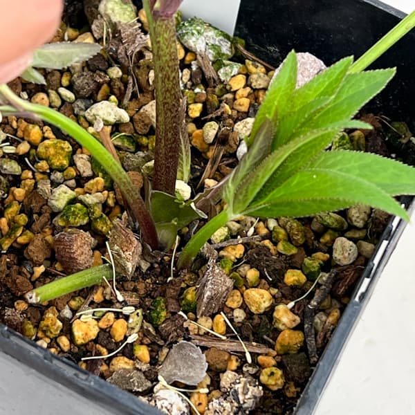 クリスマスローズ:セレクトセミダブル26-27/1.5Lポット【現品販売】(開花終了株)