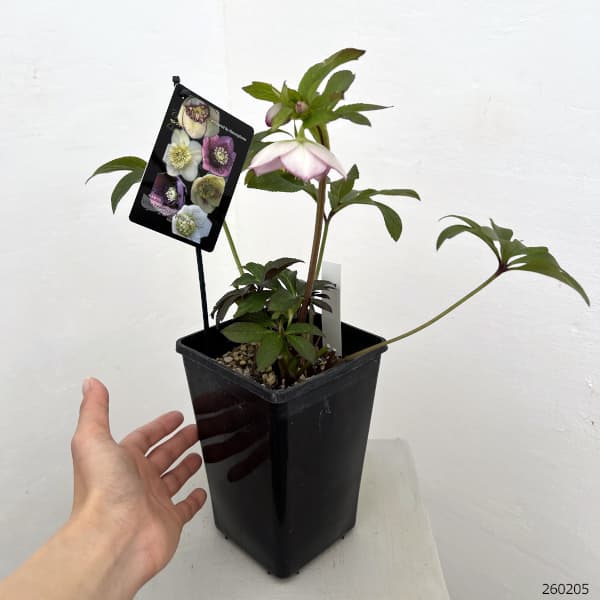 クリスマスローズ：セレクトセミダブル26-28／1.5Lポット【現品販売】