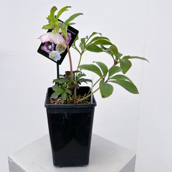 クリスマスローズ：セレクトセミダブル26-28／1.5Lポット【現品販売】（開花終了株）