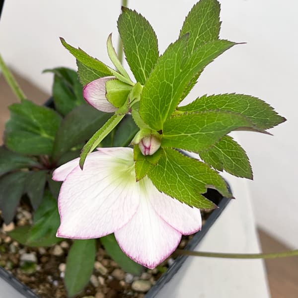 クリスマスローズ：セレクトセミダブル26-28／1.5Lポット【現品販売】（開花終了株）