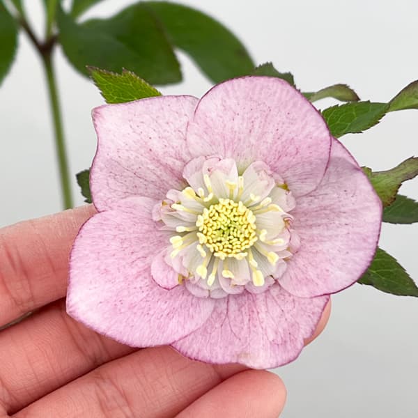 クリスマスローズ：セレクトセミダブル26-28／1.5Lポット【現品販売】（開花終了株）