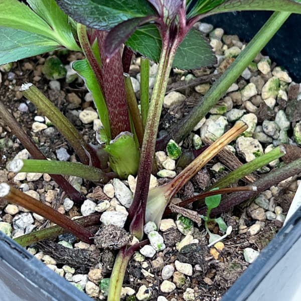 クリスマスローズ：セレクトセミダブル26-28／1.5Lポット【現品販売】（開花終了株）