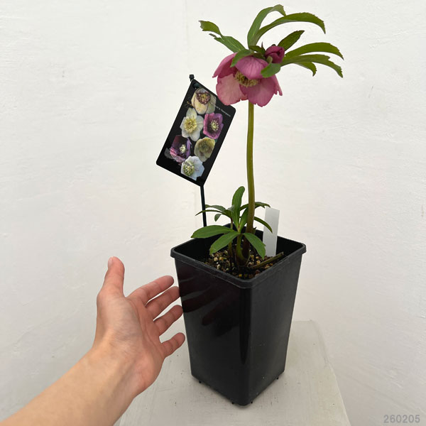 クリスマスローズ：セレクトセミダブル26-29／1.5Lポット【現品販売】