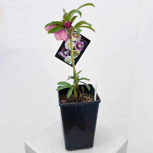 クリスマスローズ：セレクトセミダブル26-29／1.5Lポット【現品販売】（開花終了株）