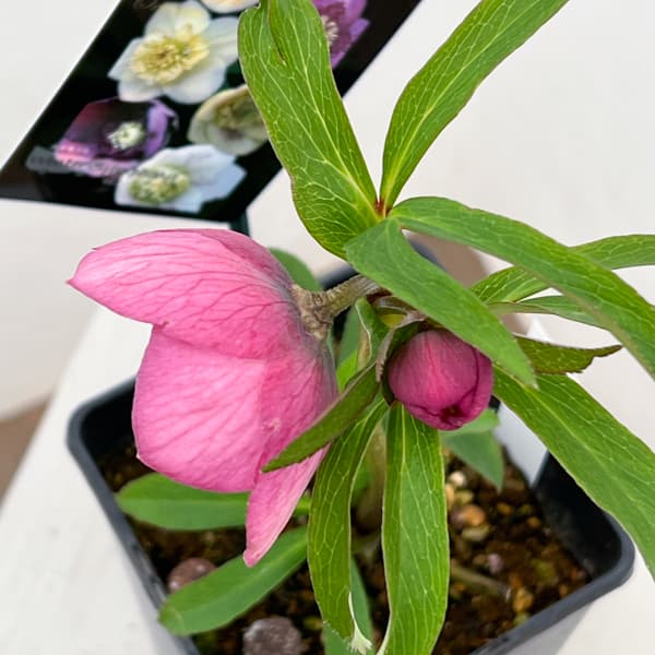 クリスマスローズ：セレクトセミダブル26-29／1.5Lポット【現品販売】（開花終了株）