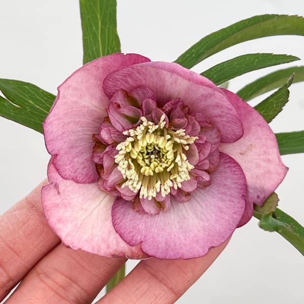 クリスマスローズ：セレクトセミダブル26-29／1.5Lポット【現品販売】（開花終了株）