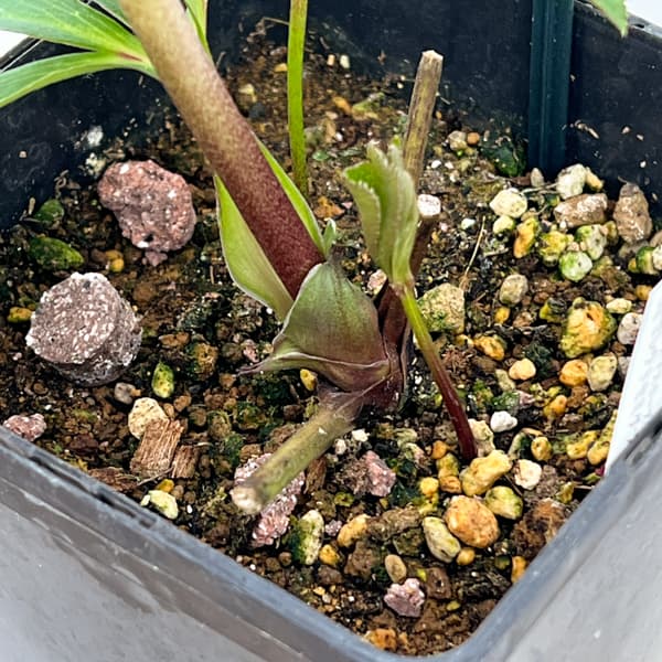 クリスマスローズ：セレクトセミダブル26-29／1.5Lポット【現品販売】（開花終了株）