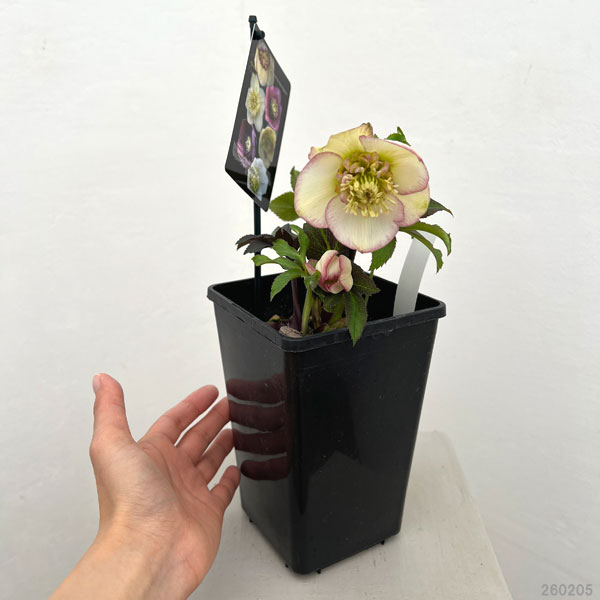 クリスマスローズ：セレクトセミダブル26-30／1.5Lポット【現品販売】