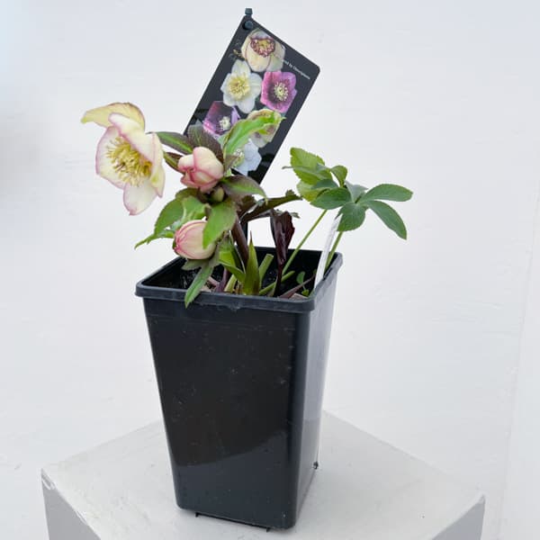 クリスマスローズ：セレクトセミダブル26-30／1.5Lポット【現品販売】（開花終了株）