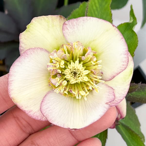 クリスマスローズ：セレクトセミダブル26-30／1.5Lポット【現品販売】（開花終了株）