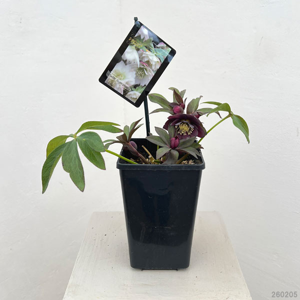 クリスマスローズ：スウィングダブル26-06／1.5Lポット【現品販売】