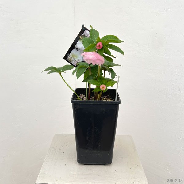 クリスマスローズ：スウィングダブル26-07／1.5Lポット【現品販売】