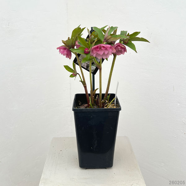 クリスマスローズ：スウィングダブル26-09／1.5Lポット【現品販売】