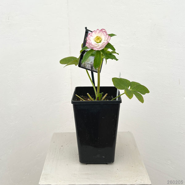 クリスマスローズ：スウィングダブル26-10／1.5Lポット【現品販売】