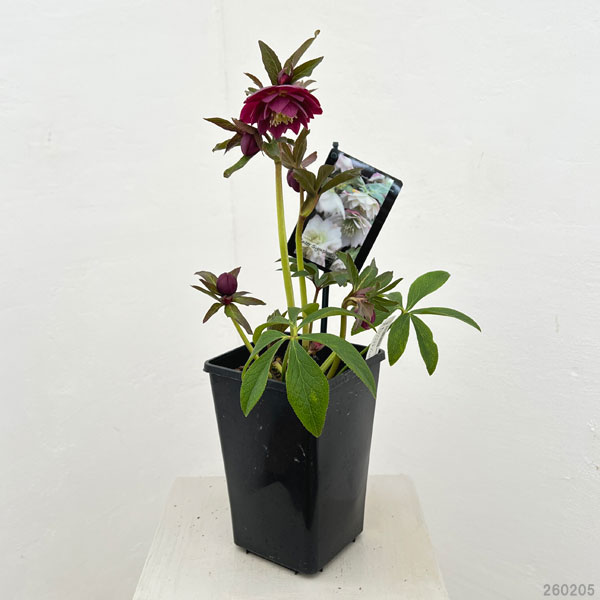 クリスマスローズ：スウィングダブル26-13／1.5Lポット【現品販売】