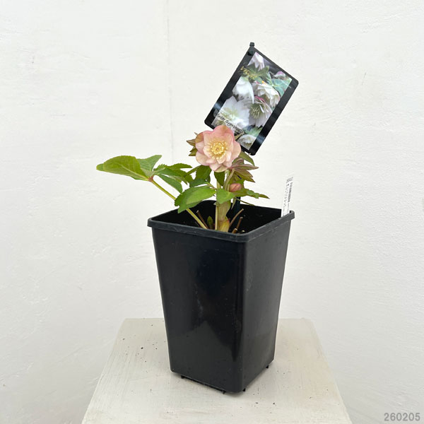 クリスマスローズ：スウィングダブル26-14／1.5Lポット【現品販売】