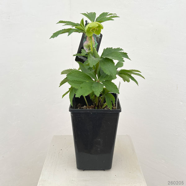 クリスマスローズ：スウィングシングル26-04／1.5Lポット【現品販売】